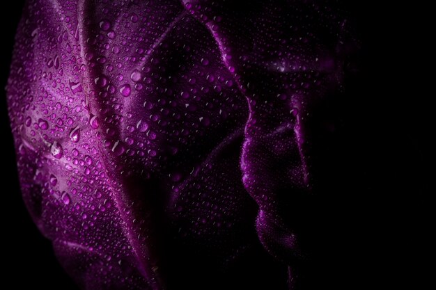 Cavolo viola con gocce d'acqua illuminate su una superficie nera