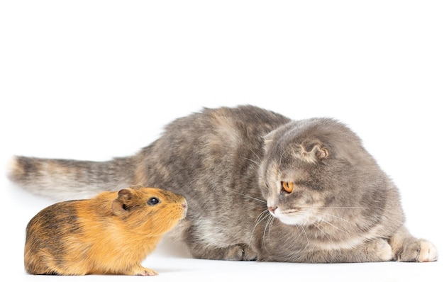 Cavy e gatto che si guardano isolati su bianco