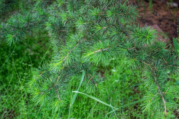 Cedri del Libano montagne della foresta di alberi di cedro libanese