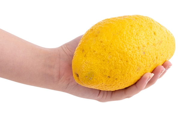 Cedro giallo grande per canditi su fondo bianco