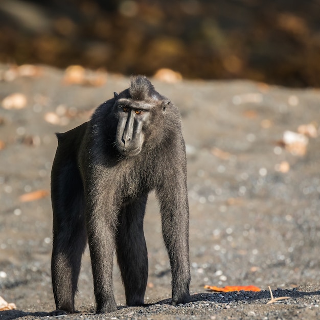 celebes macaco crestato in fauna selvatica