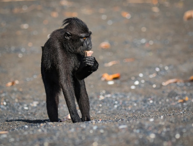 celebes macaco crestato in fauna selvatica