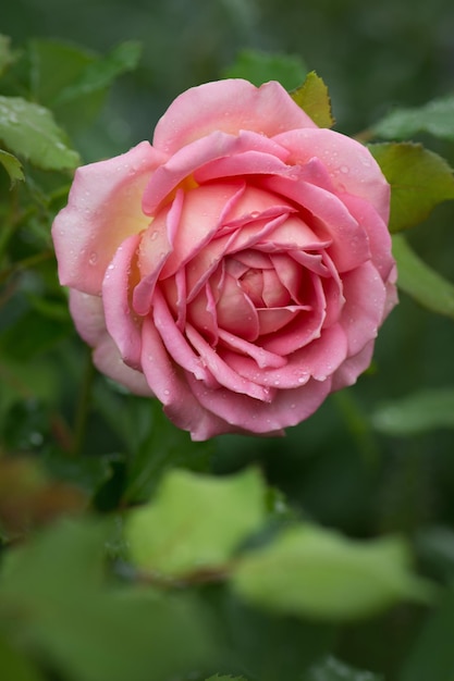 Celebrazione del giubileo delle rose Celebrazione del giubileo delle rose in giardino