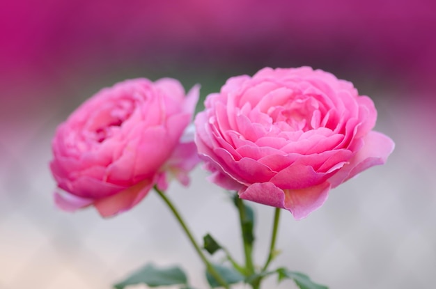 Celebrazione del giubileo delle rose Celebrazione del giubileo delle rose in giardino