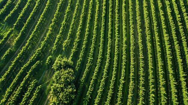 Celebrazione della biodiversità in un'azienda agricola biodinamica