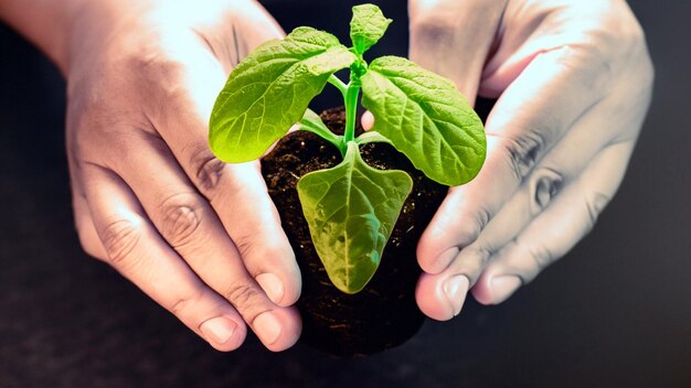 Celebrazione della crescita Foto accattivante di mani che tengono una giovane pianta verde Abbraccia la bellezza