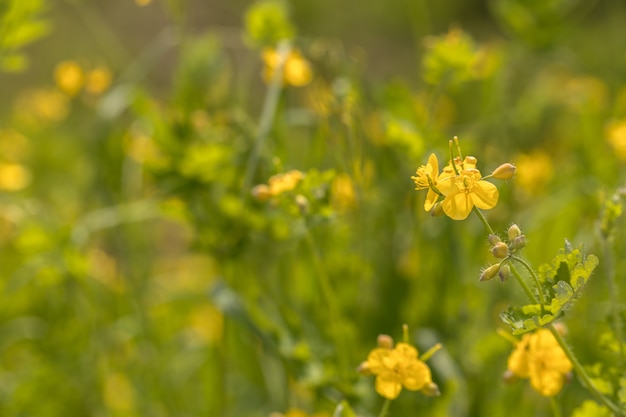 Celidonia maggiore, Chelidonium majus