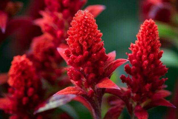 Celosia cristata flora rossa pianta da giardino estiva verde fresca Generare Ai