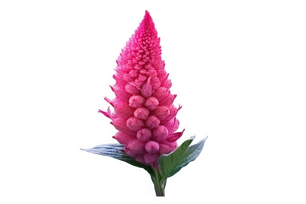 Celosia Fiore Giardino Tropicale Natura Su Sfondo Bianco