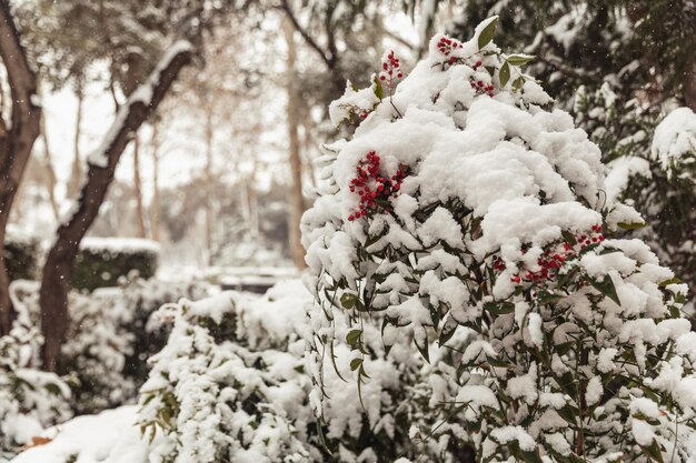 Cenere di montagna nella neve