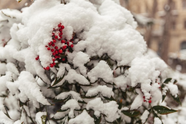 Cenere di montagna nella neve