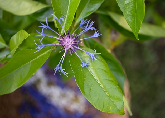 Centaurea cyanus e foglia per naturopatia e botanica