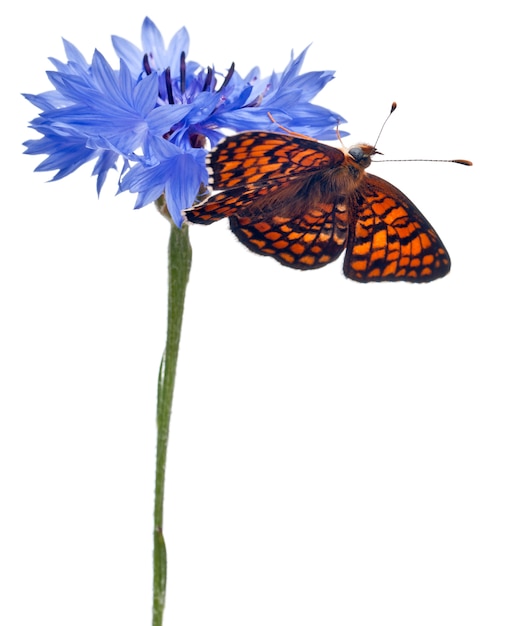 Centaurea Fritillary - Melitaea phoebe, farfalla isolata su bianco