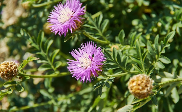 Centaurea Giacea