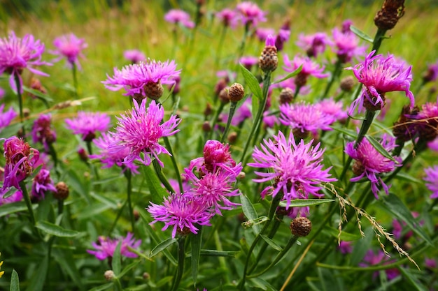 Centaurea jacea è una pianta di erbaccia da campo una specie del genere Cornflower della famiglia Asteraceae o Compositae Cresce nei prati e ai bordi della foresta Fiore elegante viola Karelia