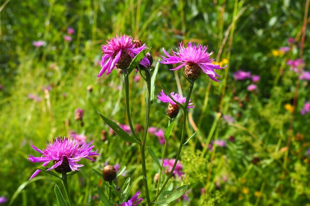 Centaurea jacea è una pianta di erbaccia da campo una specie del genere Cornflower della famiglia Asteraceae o Compositae Cresce nei prati e ai bordi della foresta Fiore elegante viola Karelia