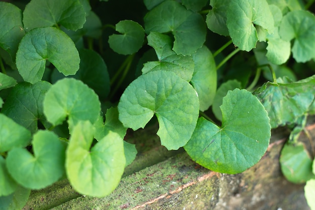 Centella asiatica lascia