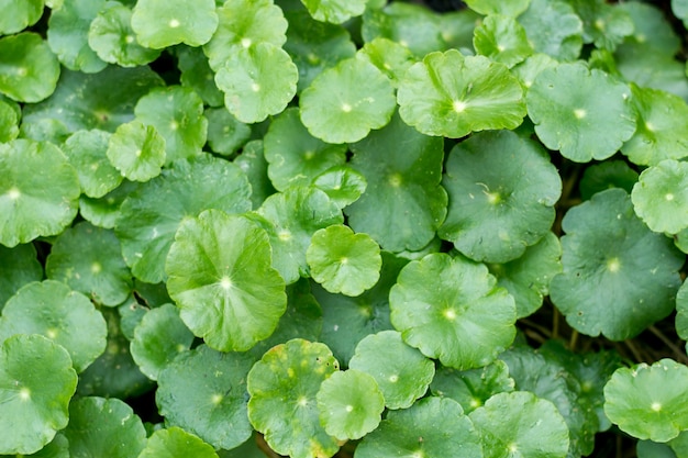 Centella asiatica vegetale, foglia di cola di Gotu.