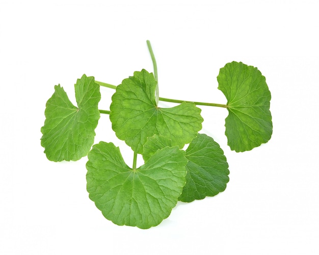 Centella asiatica.