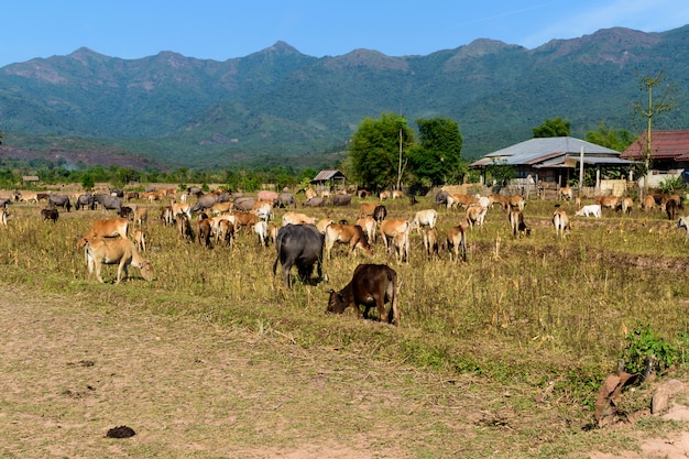 Centinaia di animali sul campo