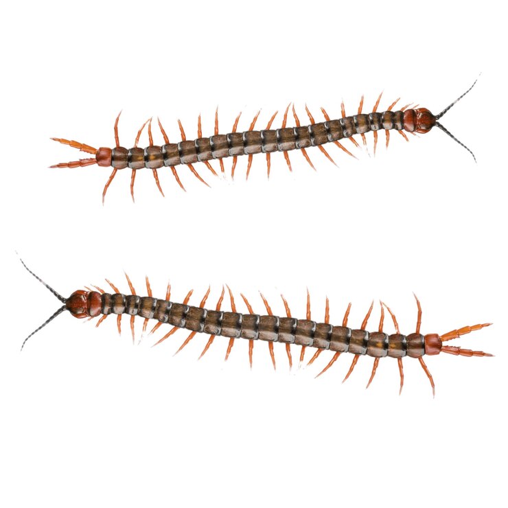 Photo centipedes are elongated segmented metameric creatures with one pair of legs per body segment