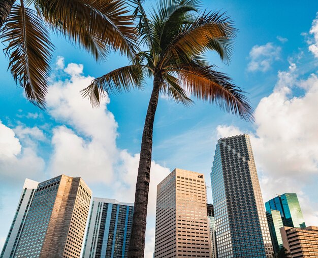 centro di Miami Florida Palms Building