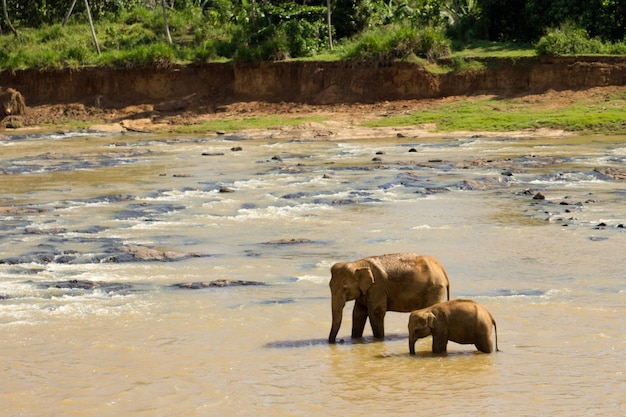Centro di riabilitazione per elefanti di Pinnawala. Gruppo di elefanti che fanno il bagno nel fiume a Pinnawala, Sri L