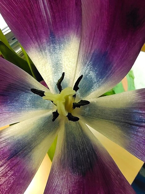 Centro di un close-up di un fiore di tulipano viola Vista dall'alto Sfondi naturali botanici