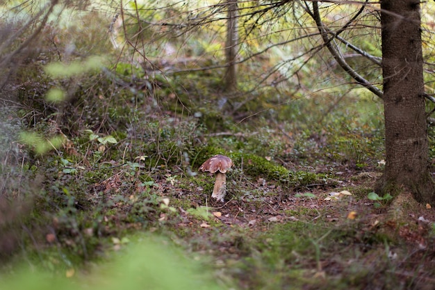Cep o funghi porcini che crescono su muschio verde lussureggiante in una foresta Boletus edulis
