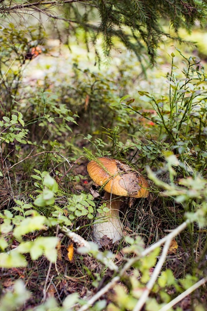 Cep o funghi porcini che crescono su muschio verde lussureggiante in una foresta Boletus edulis