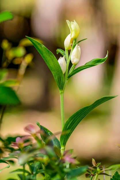 Cephalanthera damasonium orchidea terrestre della famiglia delle Orchidaceae