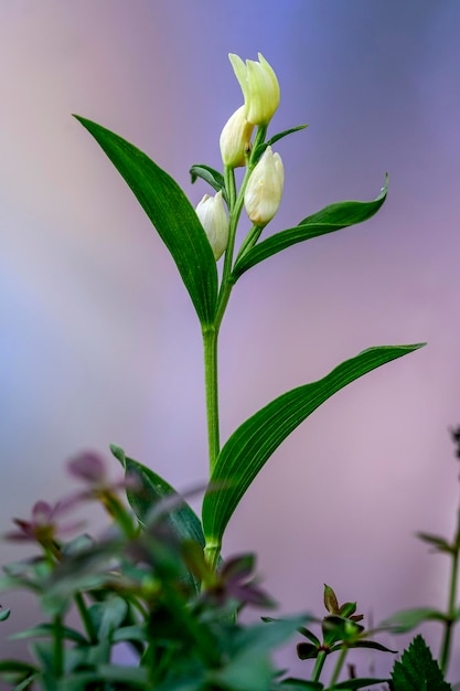 Cephalanthera damasonium orchidea terrestre della famiglia delle Orchidaceae