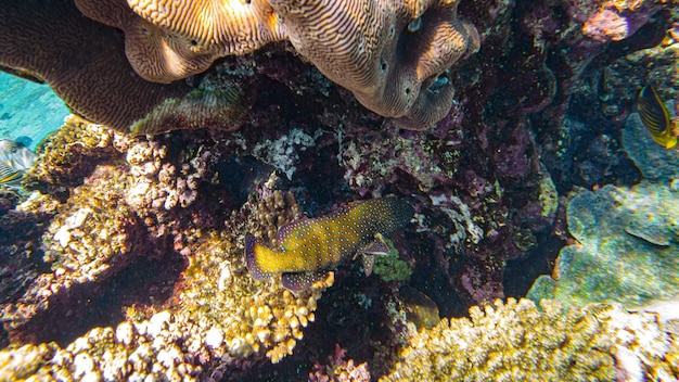 Cephalopholis argus. PELLI DI PESCE NEI CORALLI.