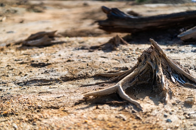 Ceppi di alberi secchi sui morti a causa della terra marrone dei metalli pesanti nella zona di Karabash di disastro ecologico, Russia