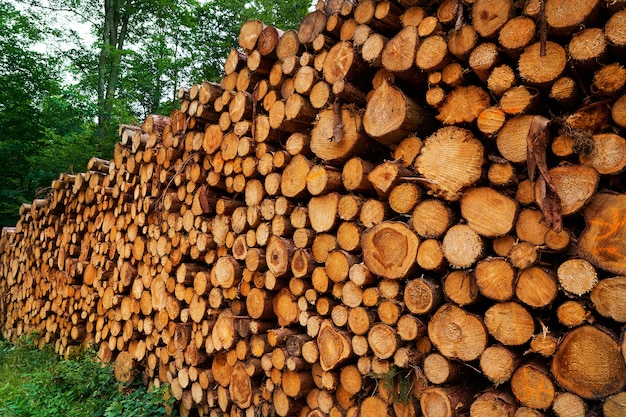 Ceppi di legno impilati nelle montagne di Harz Germania