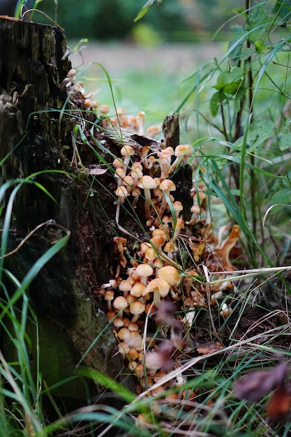 ceppo con funghi nel bosco