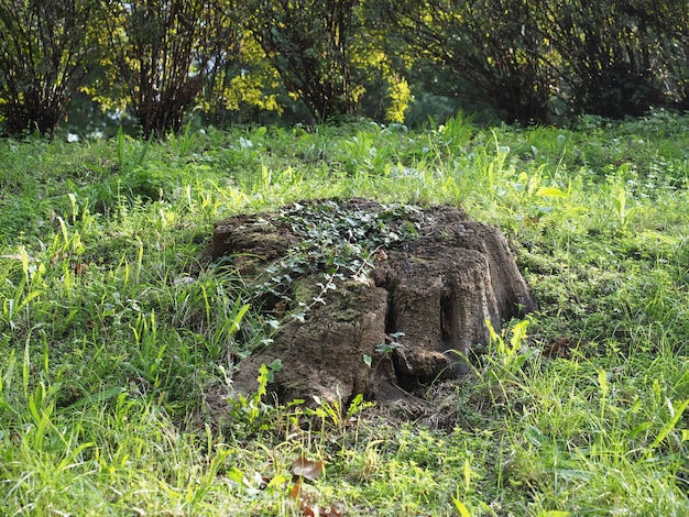 Ceppo d'albero ricoperto di edera