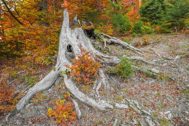 Ceppo di albero abbattuto con radici disordinate nella foresta autunnale colorata