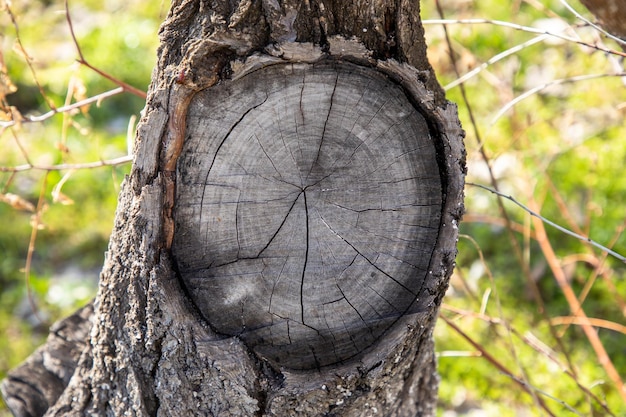 Ceppo di albero con anelli annuali