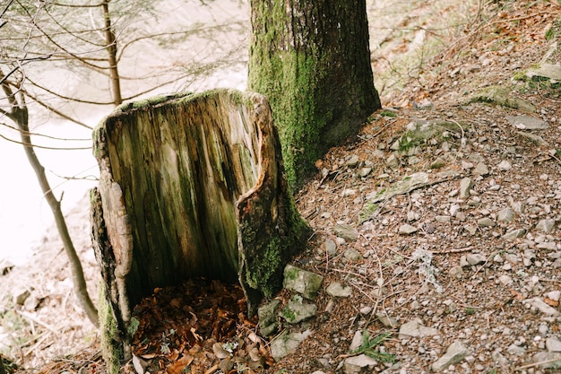 Ceppo di albero marcio su un pendio nel parco di biogradska gora montenegro