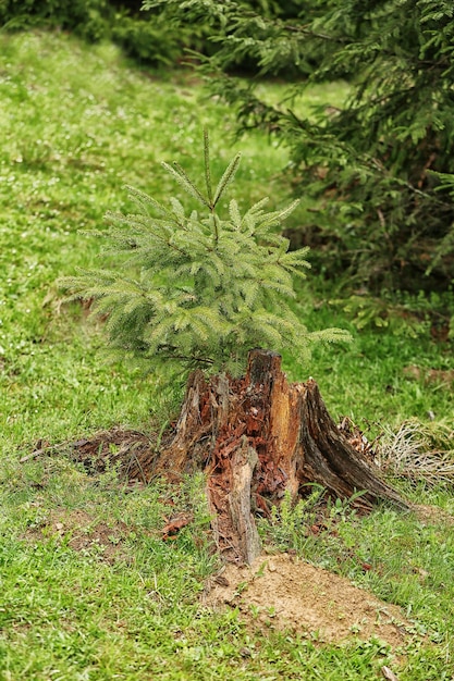 Ceppo di albero nella foresta