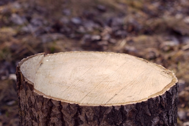 Ceppo di albero tagliato fresco nella foresta primaverile da vicino Fondo in legno naturale con sole serale