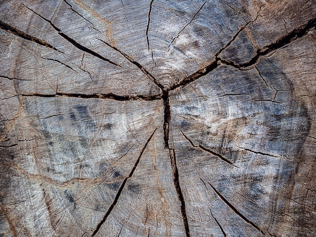 Ceppo di albero texture di sfondo.