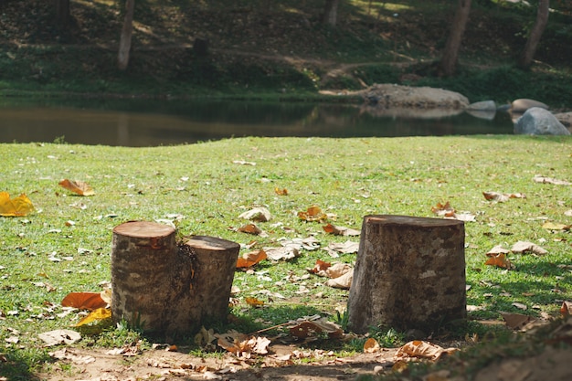 Ceppo di albero