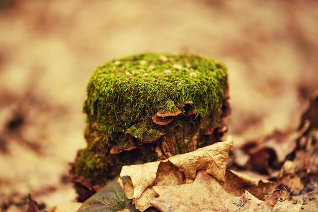 Ceppo di foresta con muschio verde e funghi di legno autunno sfondo stagionale