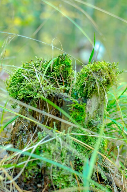 Ceppo di legno da un albero tagliato con muschio verde su di esso