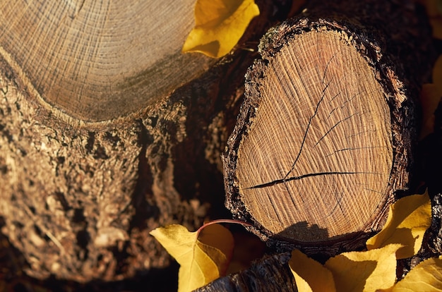 ceppo di legno e foglie gialle in autunno