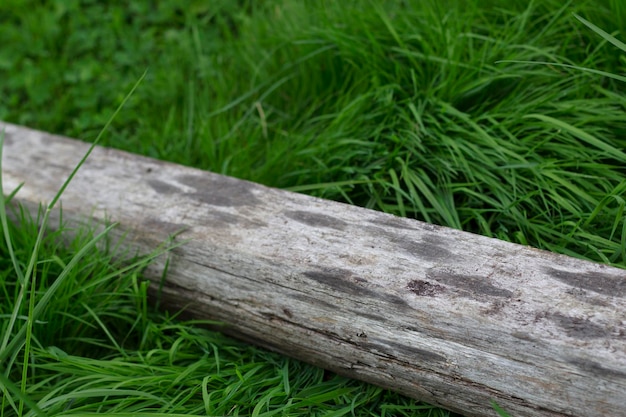 ceppo di legno grigio verde fresco con erba