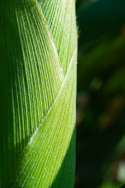 Ceppo di mais pieno di grano nel campo.