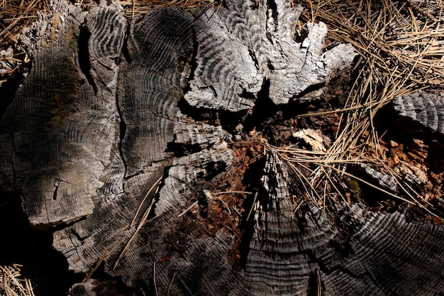 Ceppo di pino segato nella foresta